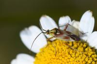 Calocoris roseomaculatus
