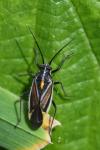 Horistus orientalis