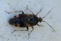 Deraeocoris flavilinea