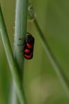 Cercopis vulnerata