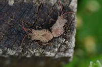 Coreus marginatus