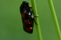 Cercopis vulnerata