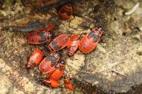 Pyrrhocoris apterus