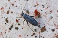 Orthocephalus