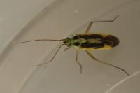 Stenotus binotatus