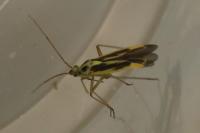 Stenotus binotatus
