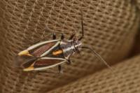 Horistus orientalis