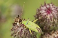 Closterotomus norwegicus