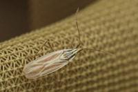 Acetropis gimmerthalii