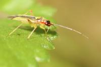 Campyloneura virgula