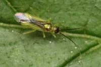 Campyloneura virgula