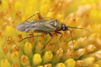 Plagiognathus arbustorum