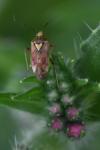 Lygus rugulipennis