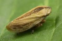 Philaenus spumarius