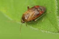 Psallus
