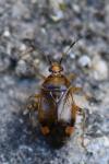 Deraeocoris flavilinea