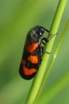 Cercopis vulnerata