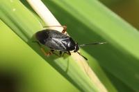 Capsus ater