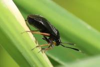 Capsus ater