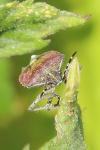 Dolycoris baccarum