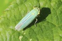 Cicadella viridis