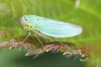 Cicadella viridis