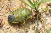 Piezodorus lituratus