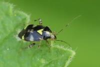 Liocoris tripustulatus