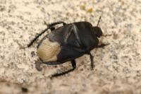 Cydnus aterrimus