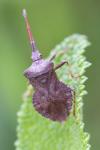 Coreus marginatus