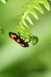 Cercopis vulnerata