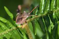 Coreus marginatus