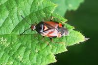 Deraeocoris ruber