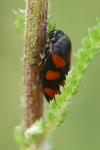 Cercopis vulnerata