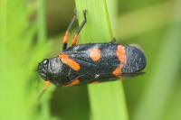 Cercopis intermedia