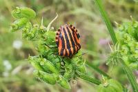 Graphosoma italicum