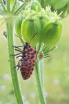 Graphosoma italicum