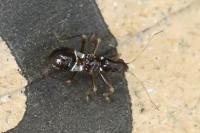 Himacerus mirmicoides