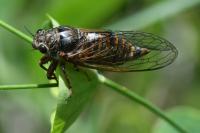 Cicadetta