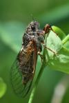 Cicadetta