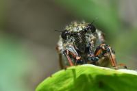 Cicadetta