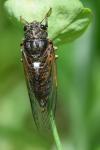 Cicadetta