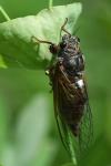 Cicadetta