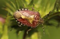 Dolycoris baccarum
