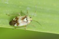 Lygus pratensis