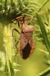 Coreus marginatus