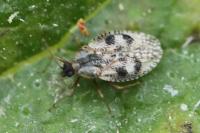 Dictyla humuli