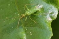 Blepharidopterus angulatus