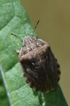 Eurygaster testudinaria