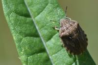 Eurygaster testudinaria